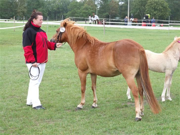 Gotlandsruss Donna solgt - Ved og blive bedømt af svenske dommere, til gotlands russkåring på storehestedag 2009 billede 9