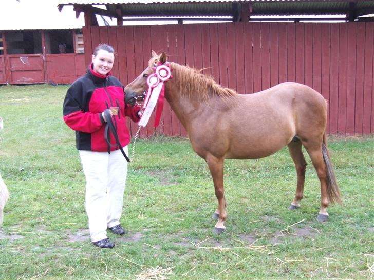 Gotlandsruss Donna solgt - Flot guldmedalje, res bedst in show med 8 i helhed. Er bare så stolt af hend:) billede 10