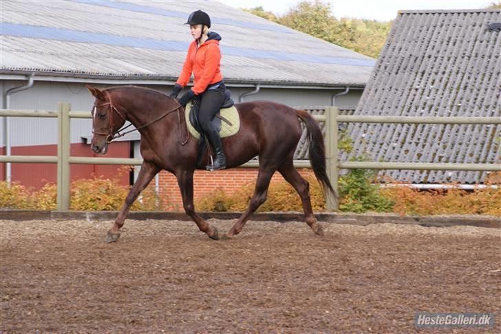 Anden særlig race Gucci  - Træning d. 9-10-09. Foto; Annie. billede 9
