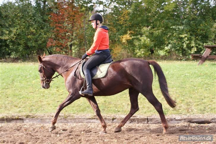Anden særlig race Gucci  - Træning d. 9-10-09. Foto; Annie. billede 10