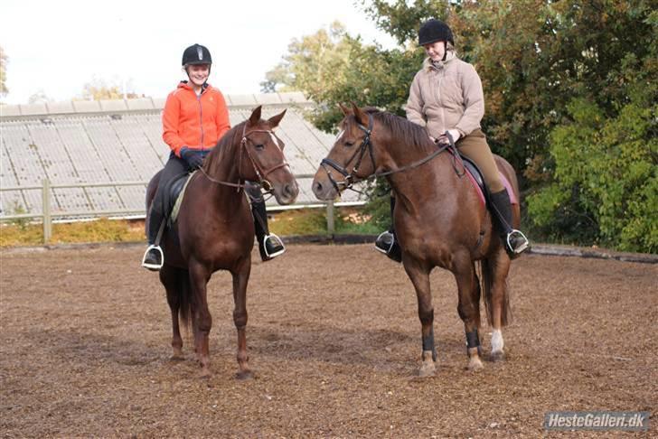 Anden særlig race Gucci  - Gucci og Zantox hygger ;o) Foto; Annie.  billede 11