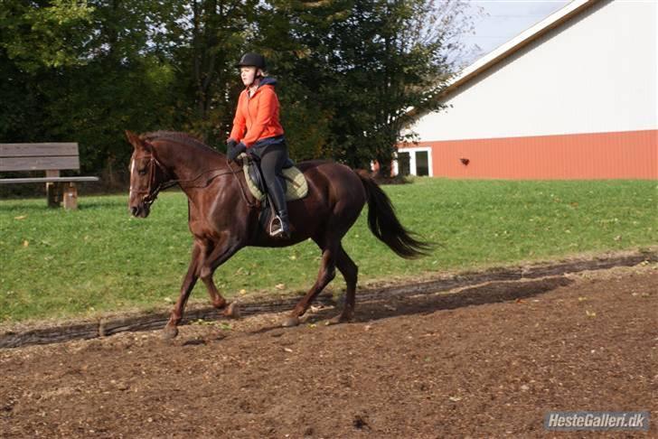 Anden særlig race Gucci  - Træning d. 9-10-09. Foto; Annie. billede 12