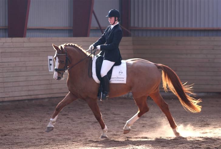 Dansk Varmblod Søndermarkens Fieldman - Stævne i Skovly rideklub 07. Flyvende Fille, pænt tændt, hvis jeg husker rigtigt :o/ billede 9