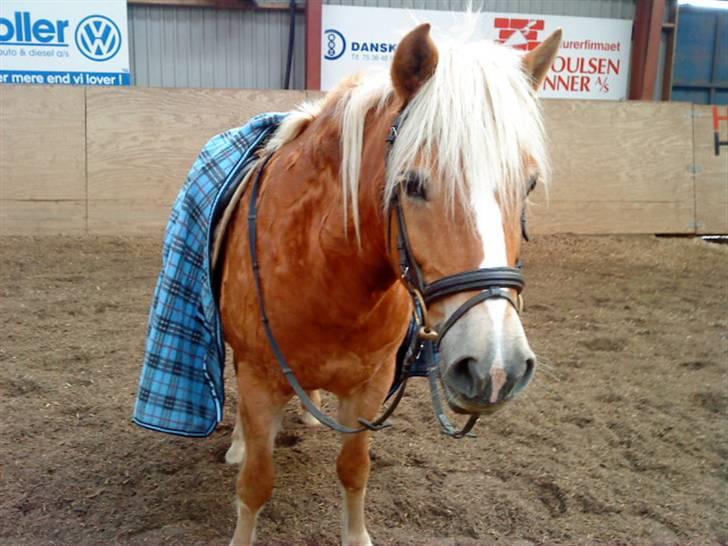 Haflinger lonnie - hun er så skøn. billede 1