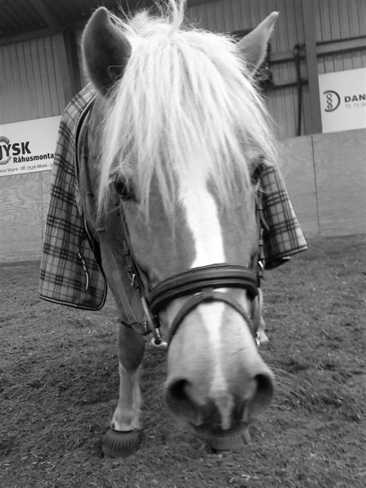 Haflinger lonnie - du er så sød. billede 2