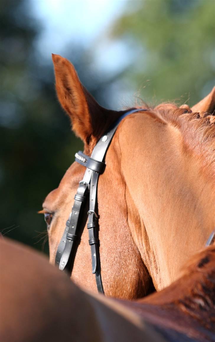 Dansk Varmblod Søndermarkens Fieldman billede 10