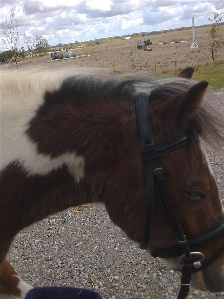 Anden særlig race valdemar billede 2