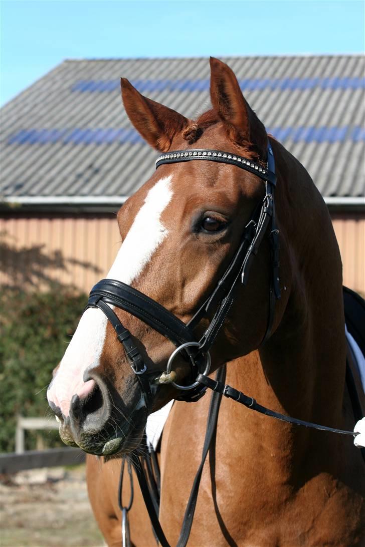 Dansk Varmblod Søndermarkens Fieldman - Dejlige dreng. billede 12
