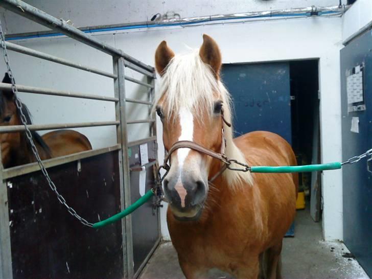 Haflinger lonnie - dig&tessa d;´ billede 4