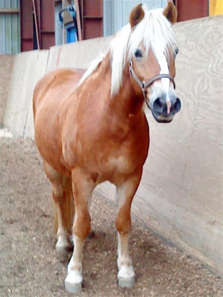 Haflinger lonnie - du er så smuk. billede 5