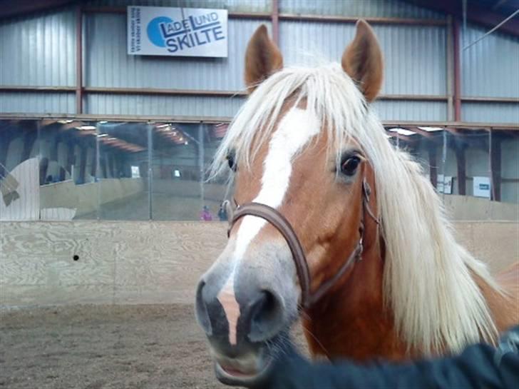 Haflinger lonnie - du er så dejlig. billede 6