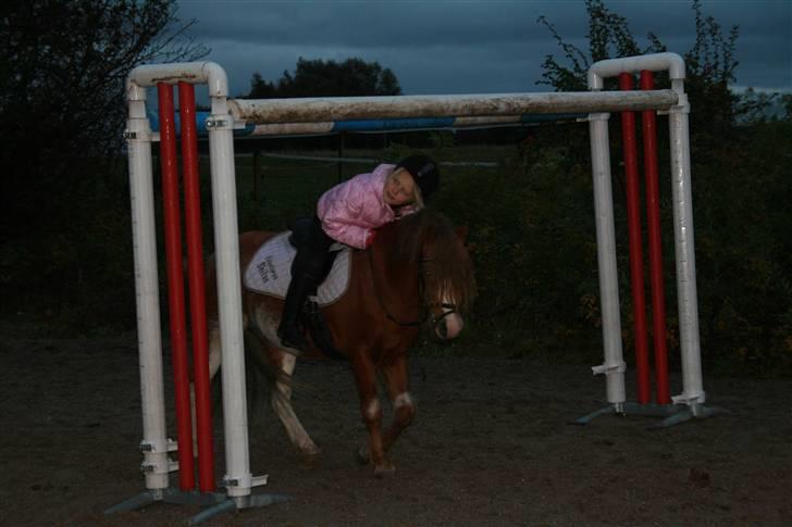 Welsh Mountain (sec A) Rustling *Solgt* billede 15