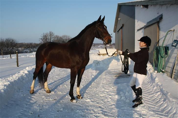 Dansk Varmblod Rinkenæs lucky joy- SOLGT billede 2