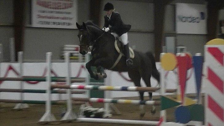 Dansk Varmblod Rinkenæs lucky joy- SOLGT billede 3