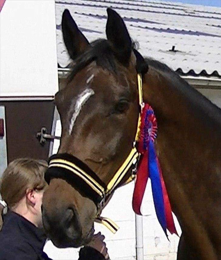 Dansk Varmblod Rinkenæs lucky joy- SOLGT billede 1