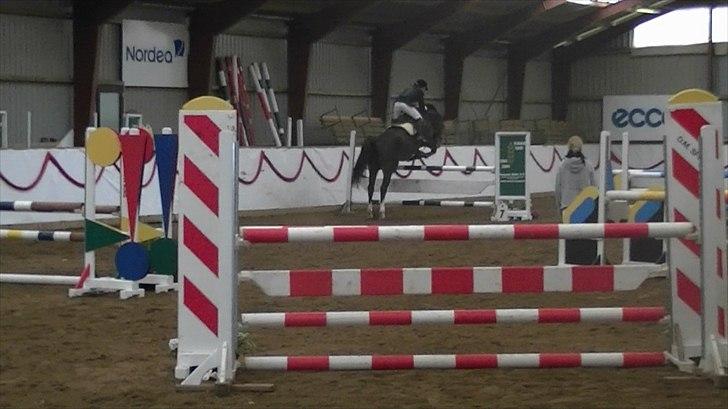 Dansk Varmblod Rinkenæs lucky joy- SOLGT billede 4