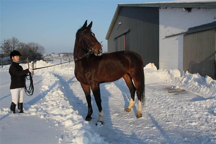 Dansk Varmblod Rinkenæs lucky joy- SOLGT billede 5