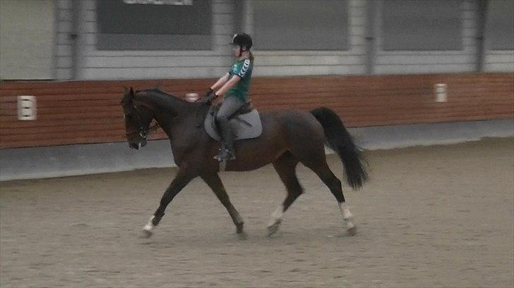 Dansk Varmblod Rinkenæs lucky joy- SOLGT billede 6