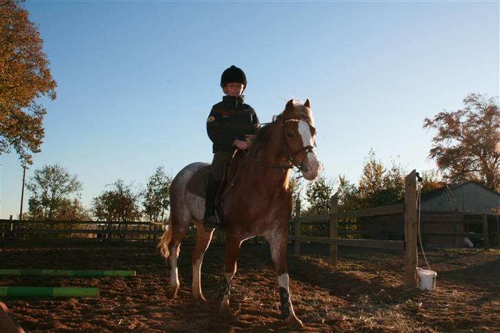Welsh Pony af Cob-type (sec C) Bastiaan<3 - der hjemme<3<3<3<3elsker dig smukke bastiaan<3<3<3 billede 13