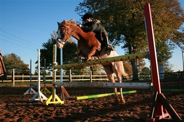 Welsh Pony af Cob-type (sec C) Bastiaan<3 - der hjemme<3<3springer 110cm.<3den smitighed, den lethed, den springteknik<3<3 billede 15