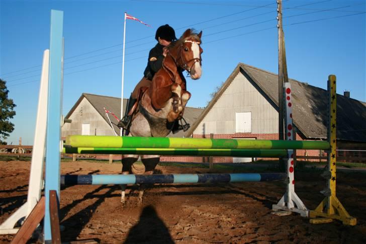 Welsh Pony af Cob-type (sec C) Bastiaan<3 - ca. MB okser<3<3du springer som en drøm<3<3<3<3<3 billede 17