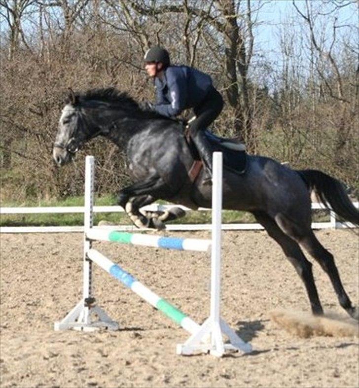 Fuldblod (XX) Kozlak XX RIP - 15/10-09 er lige kommet på fold billede 1