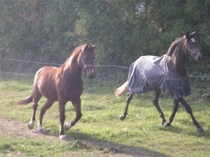 Fuldblod (XX) Kozlak XX RIP - Første dag på fold hos mig.  billede 3