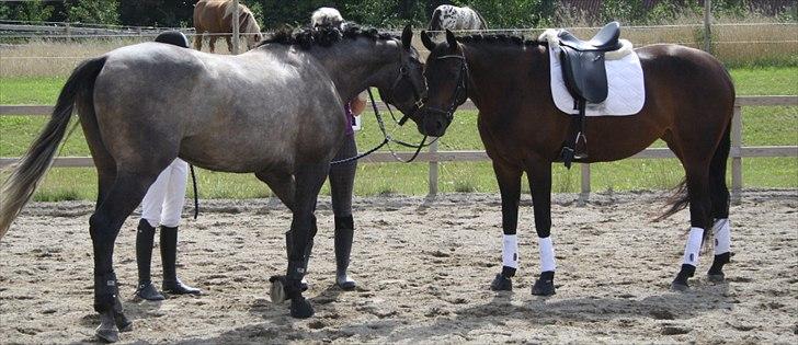 Fuldblod (XX) Kozlak XX RIP billede 4