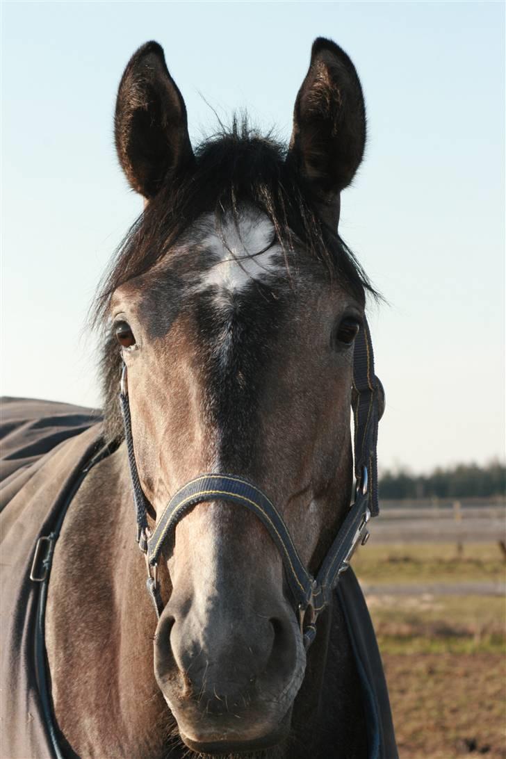 Fuldblod (XX) Kozlak XX RIP - Kozlak i Jægerspris billede 5