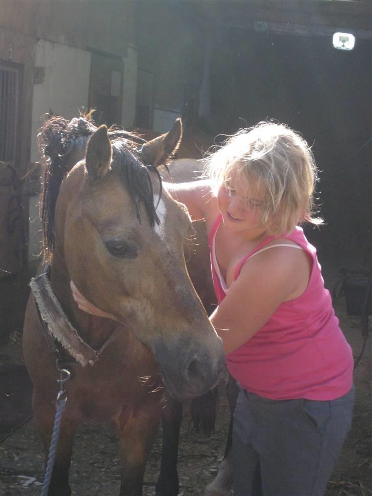 Welsh Pony af Cob-type (sec C) Camilla-tut :-) - yngling´sbillede LOVE YOU <3 photo: søs billede 14
