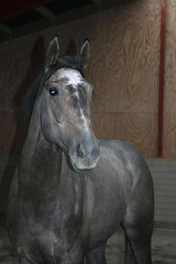 Fuldblod (XX) Kozlak XX RIP - Kozlak i ridehus i Jægerspris billede 6