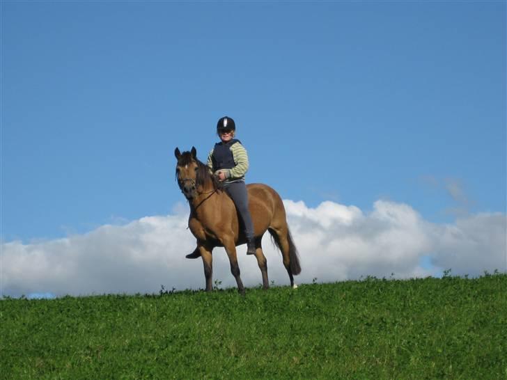 Welsh Pony af Cob-type (sec C) Camilla-tut :-) - er hun ikke smuk<3 photo: søs billede 15