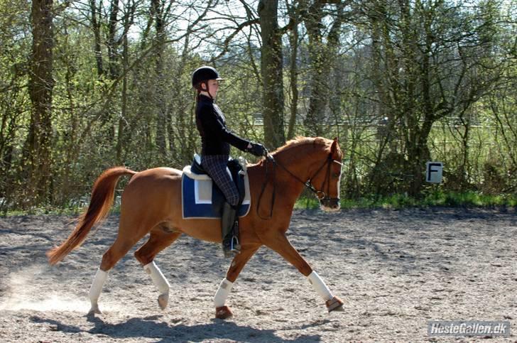 Anden særlig race Sierra (Milton) - Milton og hans gamle ejer Elisabeth <3  billede 8