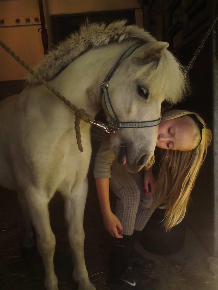 Shetlænder LUCKY LUKE * HALVPART* - fordi vores kærlighed er større end noget andet(; <3 MESTER FOTOGRÁF THEA!<3  billede 16