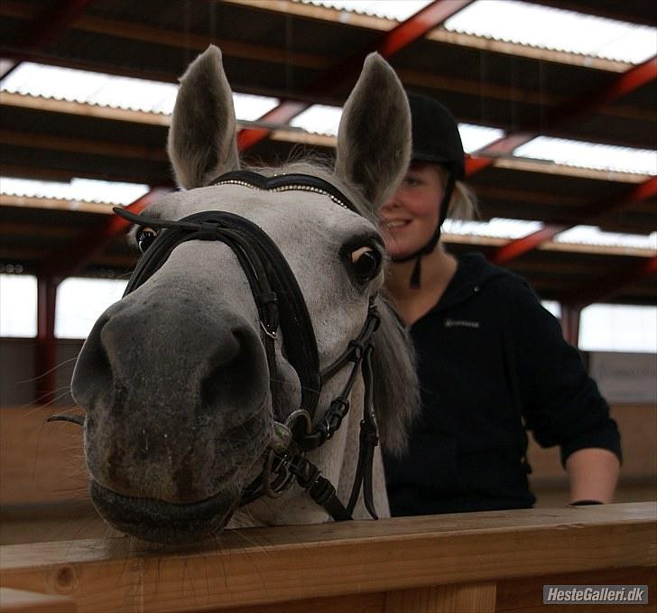 Dansk Varmblod Smilla af Lyngholt - min fedtmule  billede 17