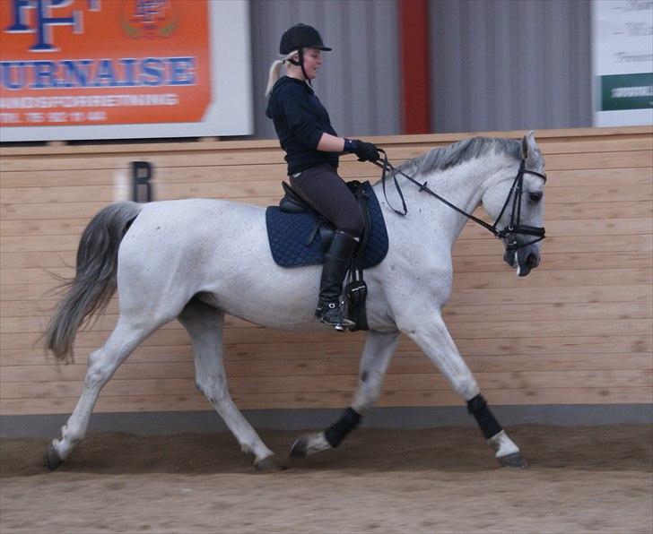 Dansk Varmblod Smilla af Lyngholt - HOLD IGEN! igen en meget fokuseret rytter :D  billede 18