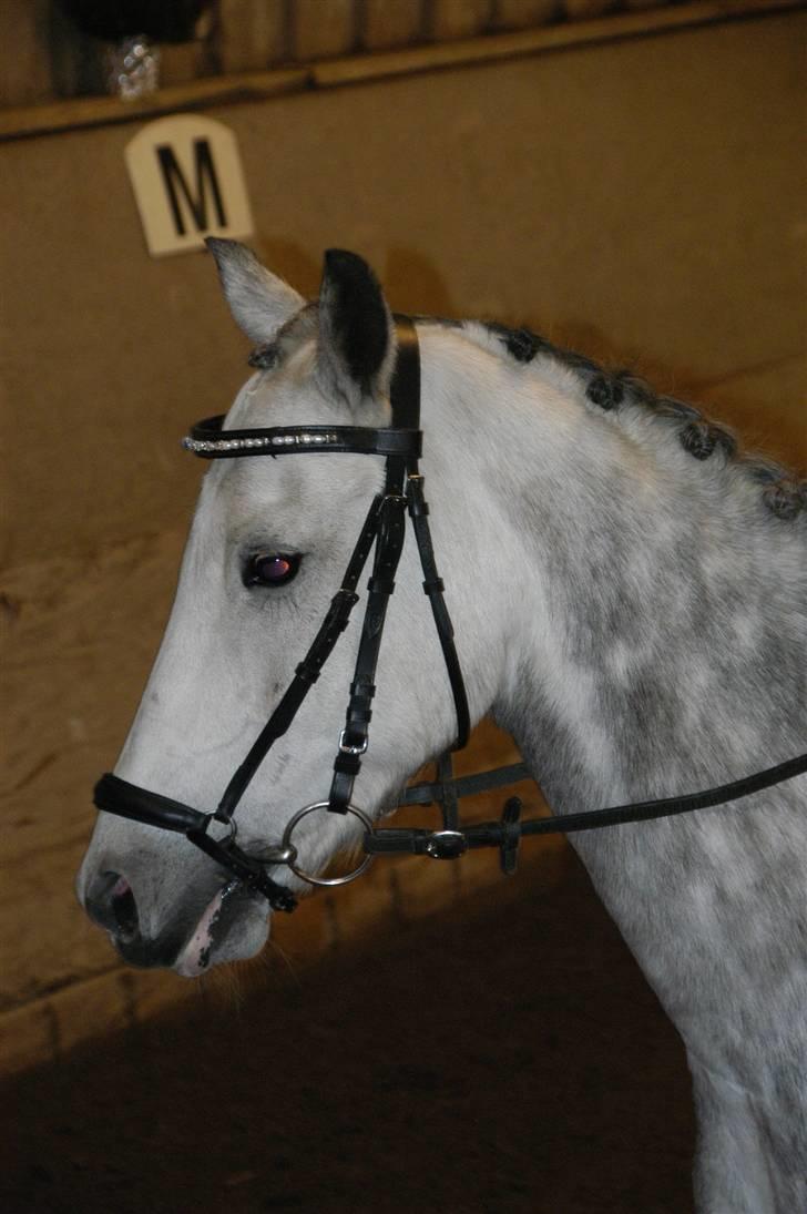 New Forest Firfod Filejs  - dressurstævne på RIF fik en 4 plads  **NYT** billede 16