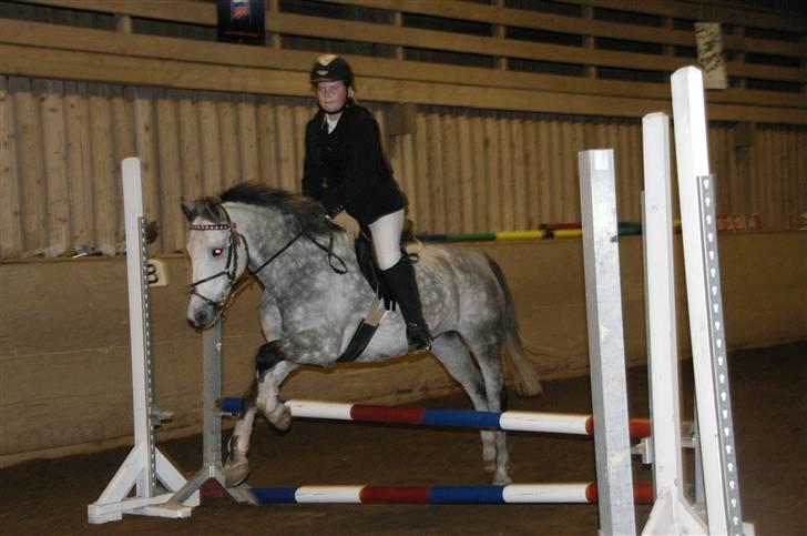 New Forest Firfod Filejs  - første klupstævne nogen sinde det gik så fint  **NYT** billede 17