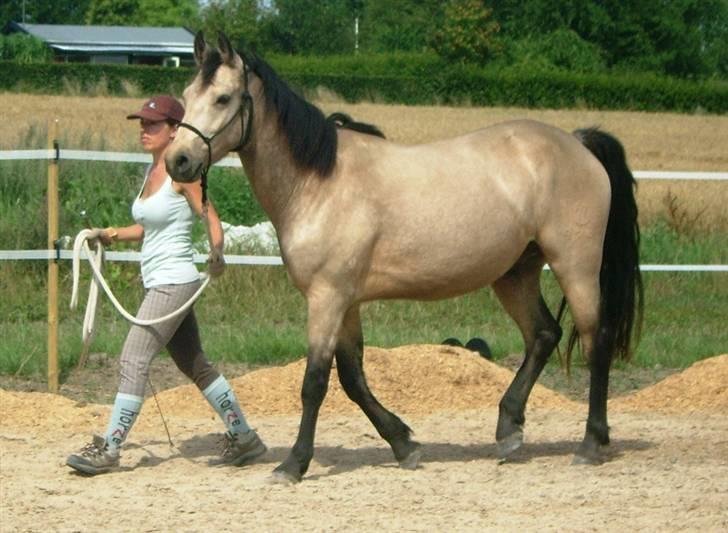 Connemara AC-Fearless Å'boy Engvang billede 12