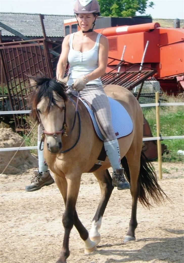 Welsh Partbred (Sec F) Aastrupsgaards Stardust billede 8