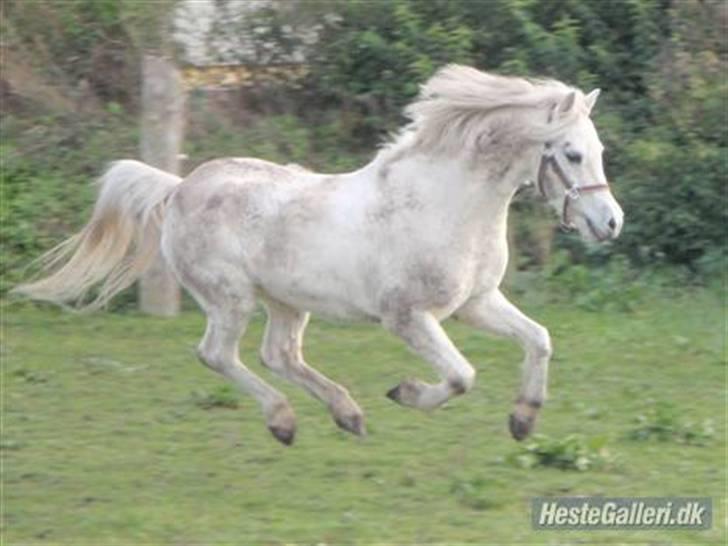 Welsh Pony (sec B) Ib! -gammel part. billede 13