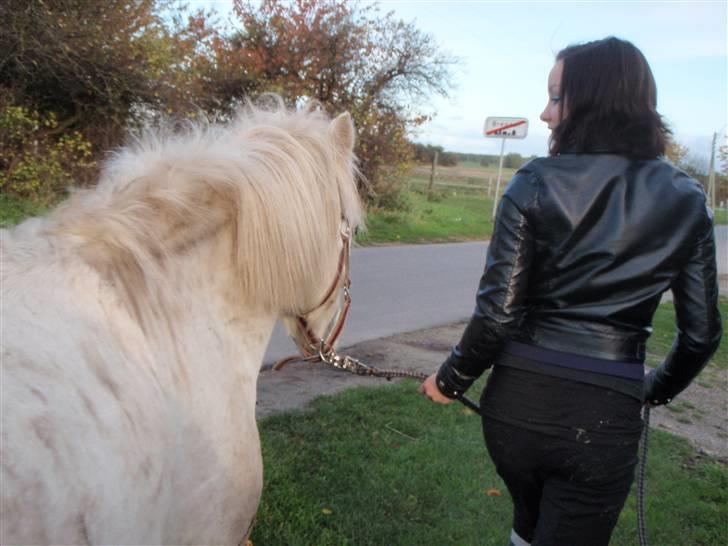 Welsh Pony (sec B) Ib! -gammel part. billede 14