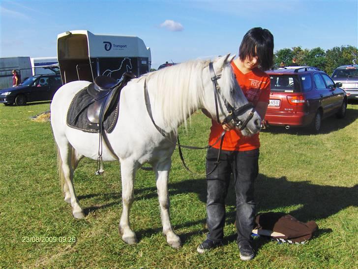 Welsh Pony (sec B) Ib! -gammel part. billede 15