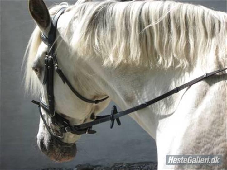 Knabstrupper Zenya Chanel SOLGT - Dejlige Zenni billede 9