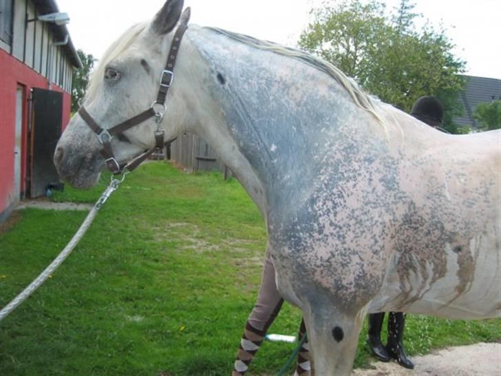 Knabstrupper Zenya Chanel SOLGT - Dejlige Zenne billede 10