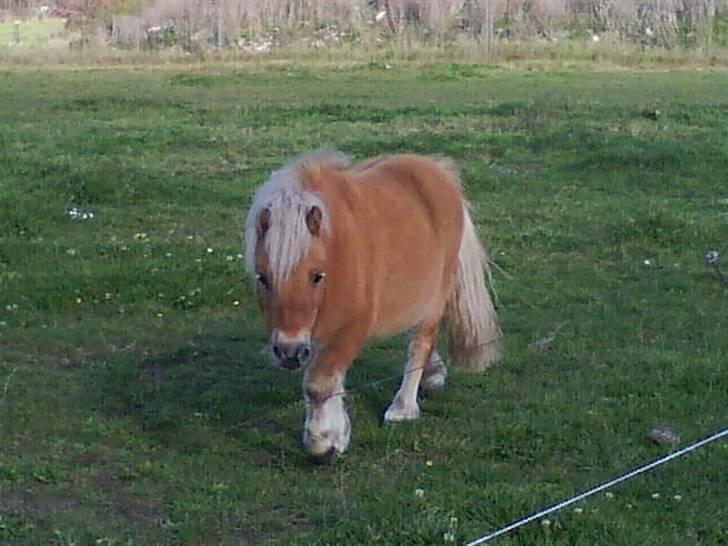 Shetlænder Champ - nu kommer jeg;) 2009 billede 1