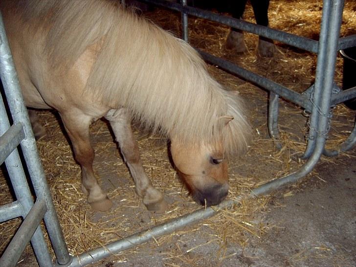 Shetlænder Champ - spændende;) 2010 billede 3