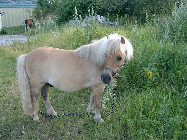 Shetlænder Champ - jeg så en hest der ovre.. 2010 billede 7