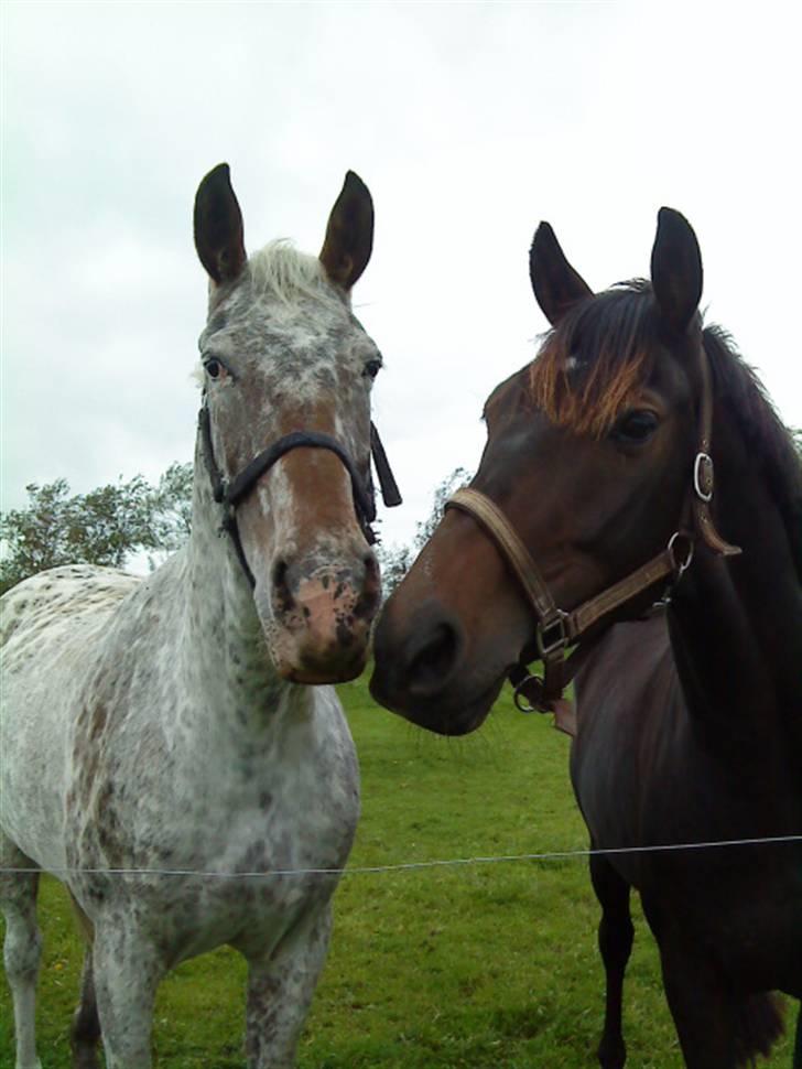 Anden særlig race Joker(min mors) R.I.P - ´´Åh, kys mig!´´ <3 billede 17