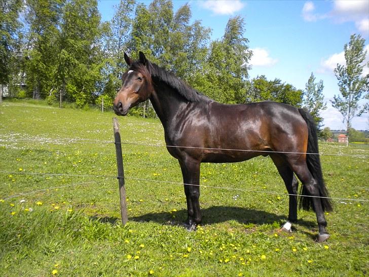 Anden særlig race Joker(min mors) R.I.P - Han ligner jo, jeg ved ikke hvad! :D<3 billede 18